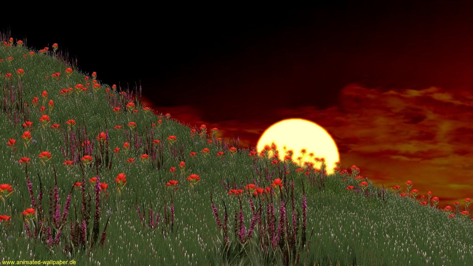 Flower Animation Wallpaper | Animation Wallpaper 2014