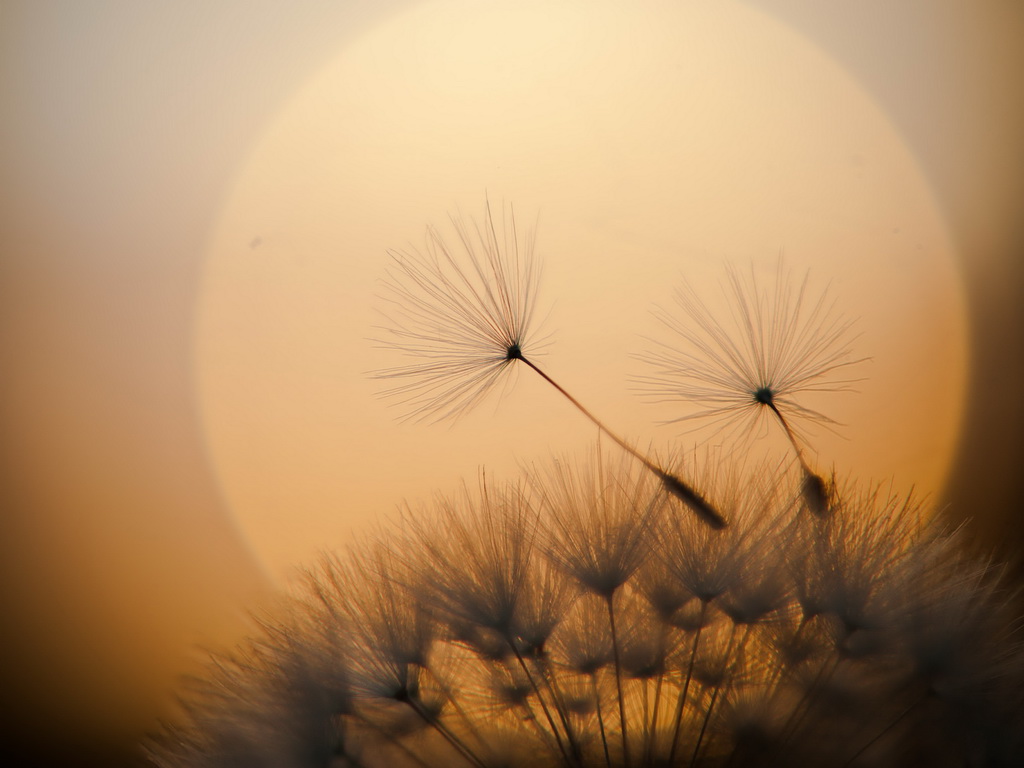 Farewell... wallpaper - ForWallpaper.com