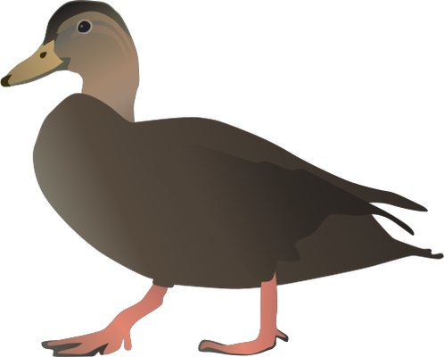 Anas rubripes (American Black Duck) - Most downloaded - Vector ...