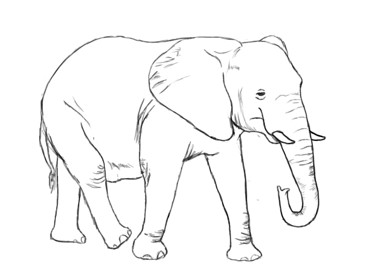 How To Draw An Elephant - Draw Central