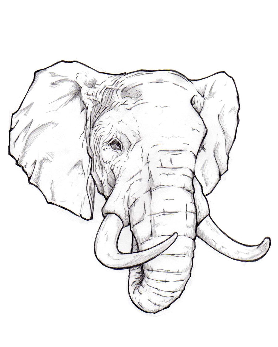 Senor Elephant by MigraineGOAT on DeviantArt