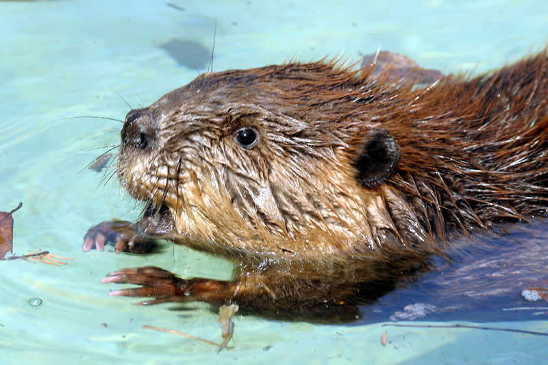 Minnesota Zoo Beaver - North American - Minnesota Zoo