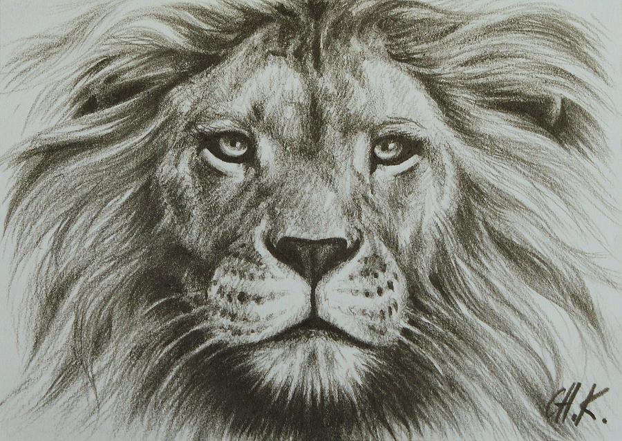 Lion Drawings Related Keywords & Suggestions - Lion Drawings Long ...