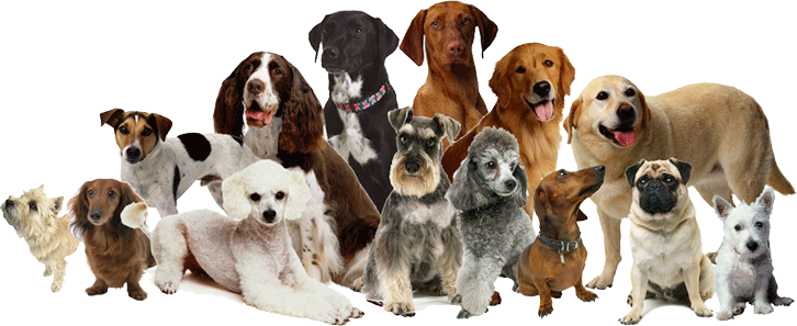 Dog breeding secrets. How to Breed dog? | How To Breed