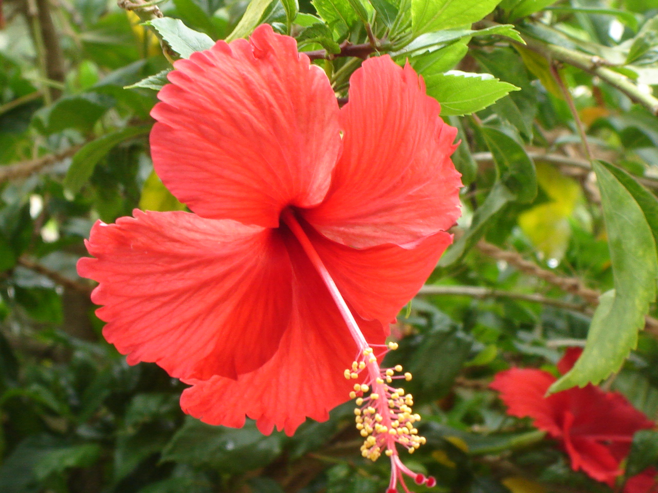 File:Red Hibiscus in Chennai during Spring.JPG - Wikimedia Commons