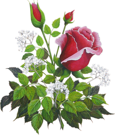 Roses for My Fairy Sister - yorkshire_rose Fan Art (32509063) - Fanpop