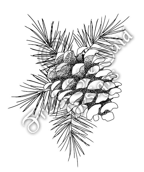 Pine Cone Outline Images & Pictures - Becuo