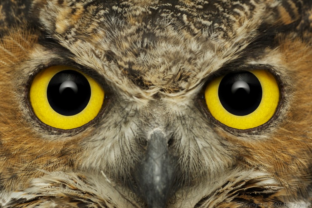 Meet the Masterful Mimic: Silky Owl Butterfly | Featured Creature