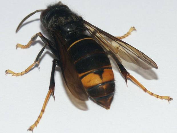 Asian hornets could be heading to Britain - Home News - UK - The ...
