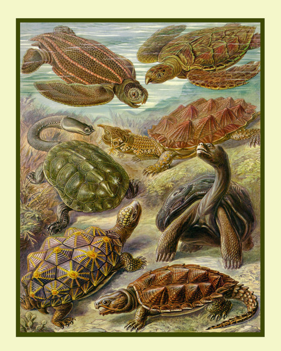 Sea Turtles Art Print Turtles Poster Ernst by AdamsAleArtPrints