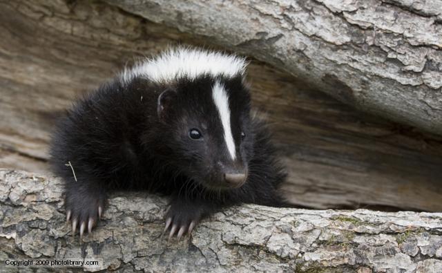 BBC Nature - Striped Skunk videos, news and facts