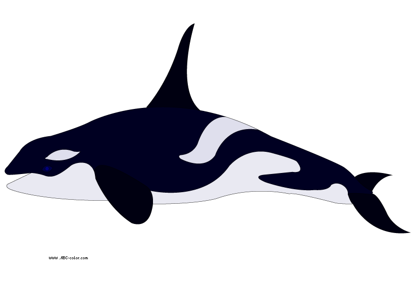 Clip Art Killer Whale Images & Pictures - Becuo