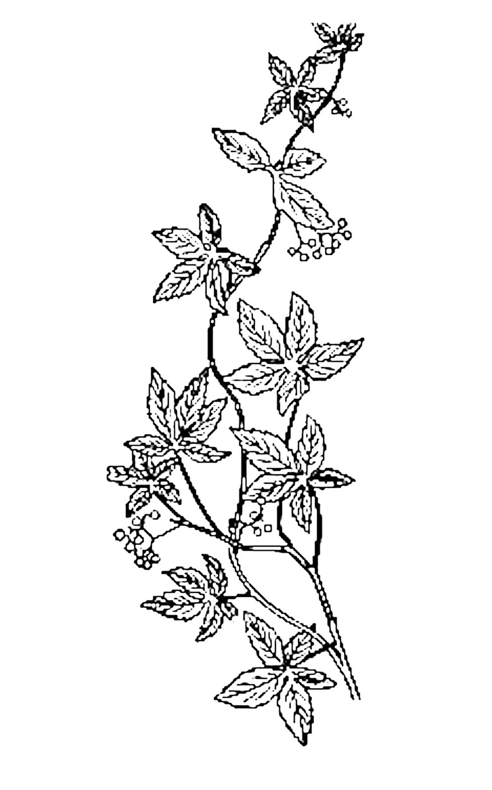 Flowers Clip Art | Flower Dkays
