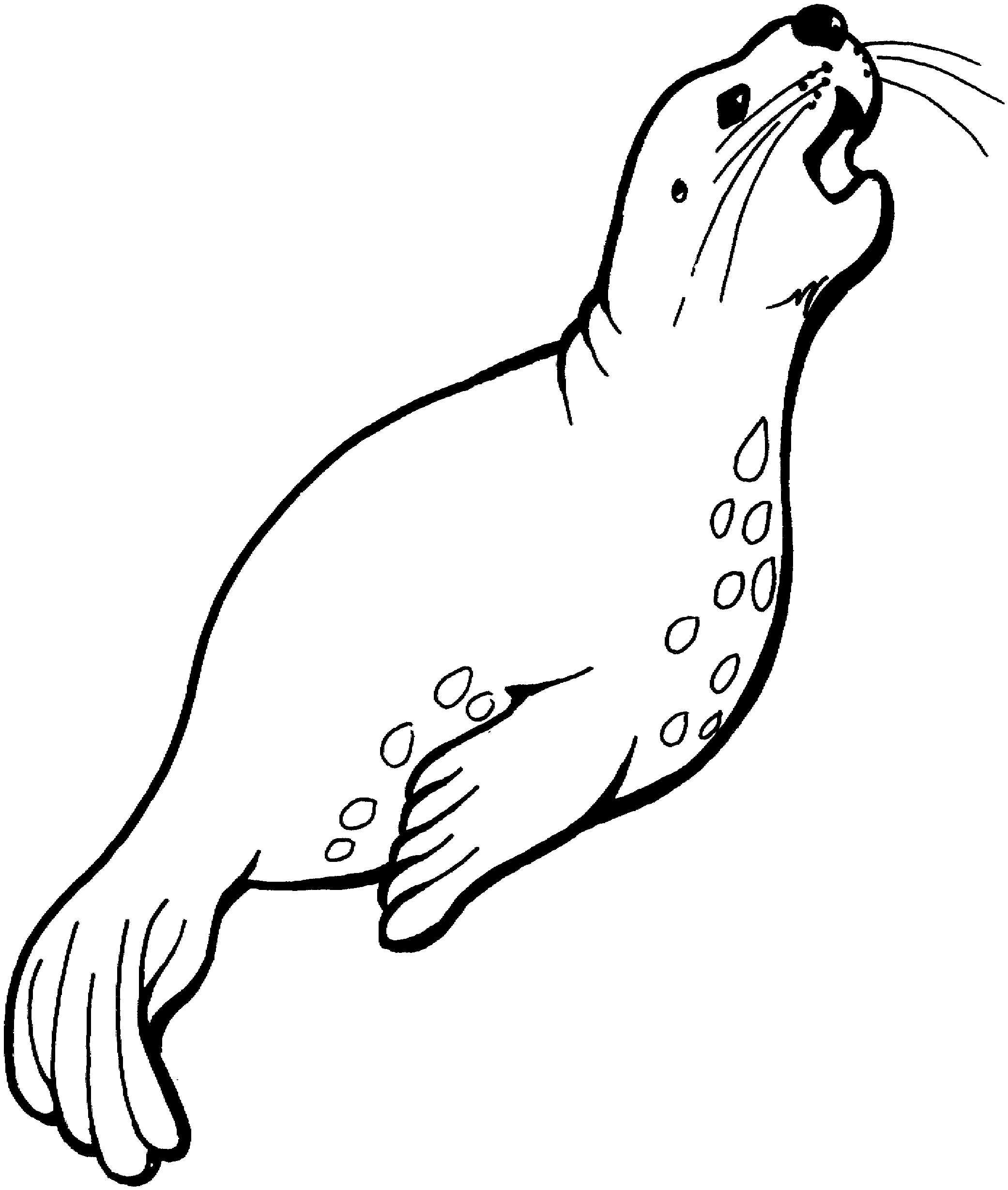 seal coloring 15 567794, seal coloring pages - Drawing Kids
