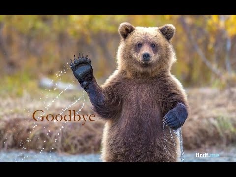Animals Waving Goodbye - Briff.Me - YouTube