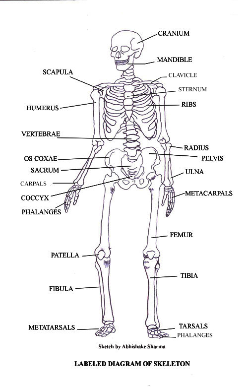 labeled-skeleton-diagram.jpg