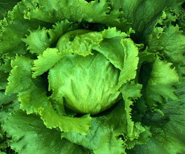 National Salmonella Typhimurium Outbreak Linked to Lettuce? | Food ...