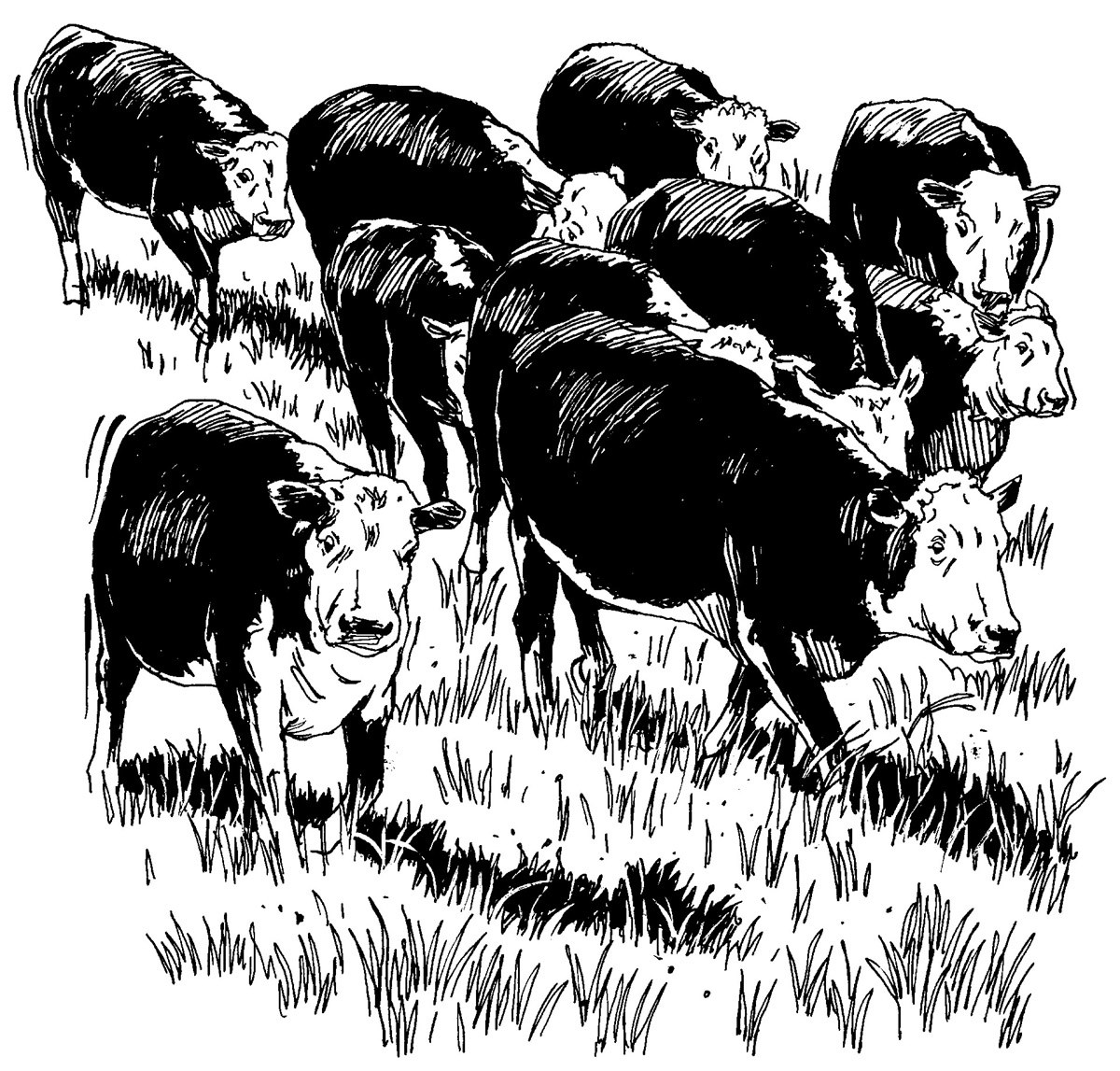 Cartoon Beef Cow Clipart - Free Clip Art Images