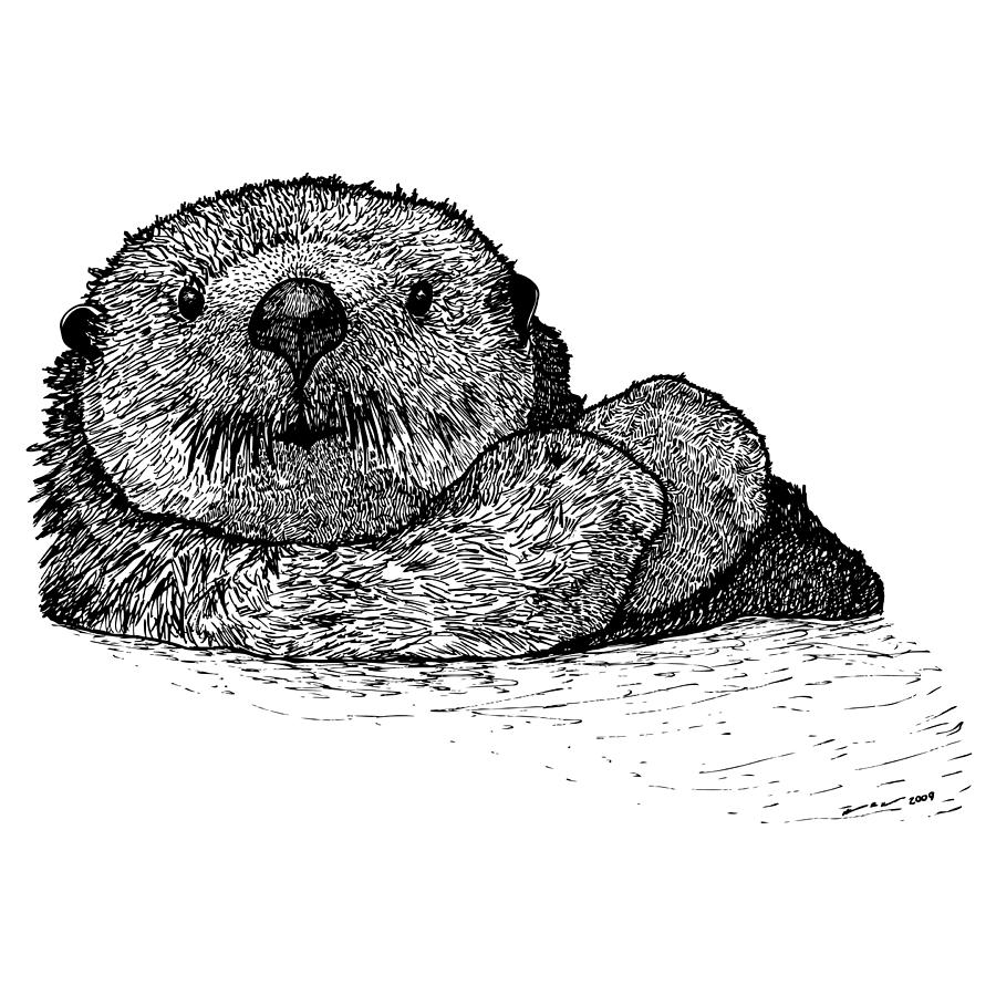 Black And White Sea Otter Pictures - Cliparts.co