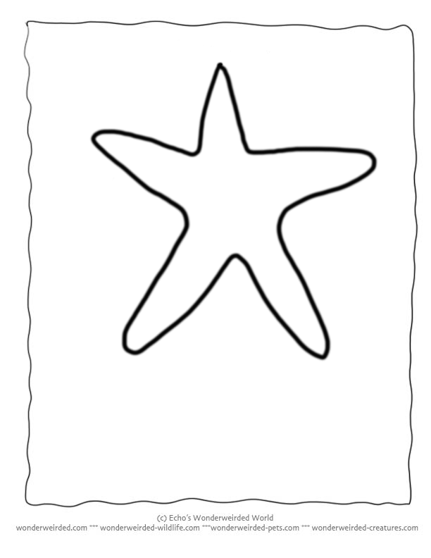 Starfish Coloring Pages, Echo's Sealife Coloring Pages of Starfish ...