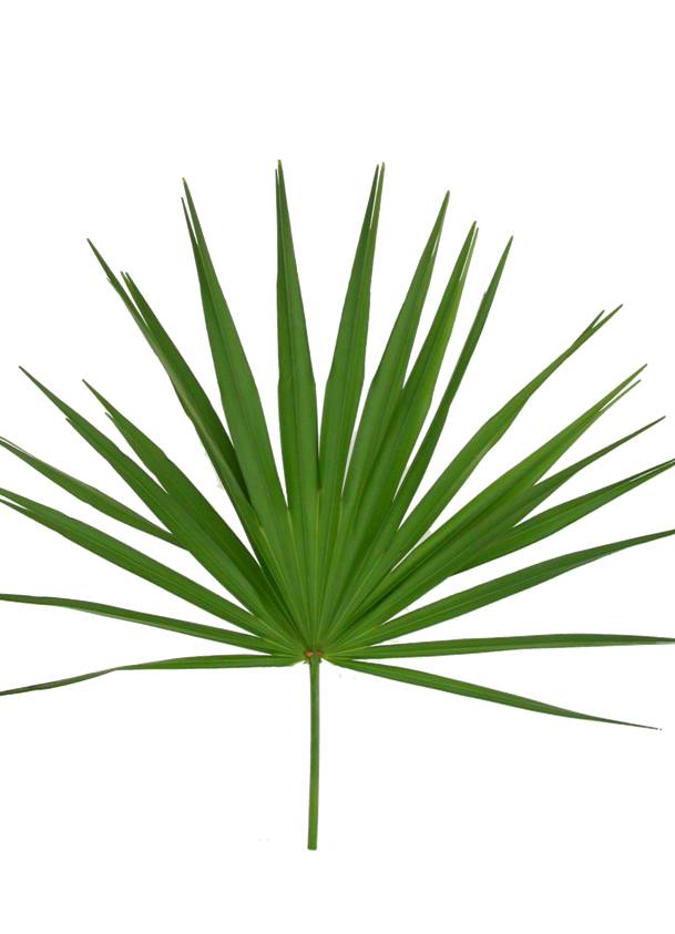 Decorative Greens, Perla Farms, Greens