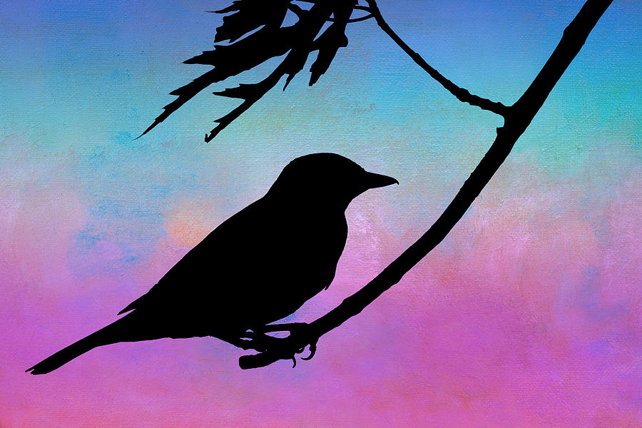 Evening Stillness - Bird - Silhouette by Nikolyn McDonald ...