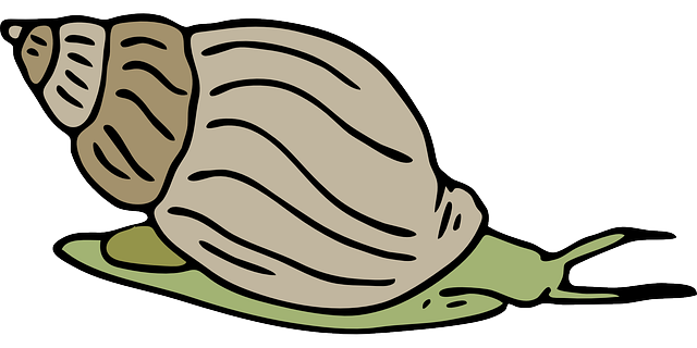 Free to Use & Public Domain Snail Clip Art