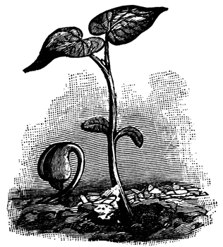 clip art: Free Plant Clipart - ClipArt Best - ClipArt Best