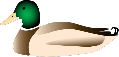 Anas platyrhynchos (Mallard Duck) - Birds - Vector Illustration ...