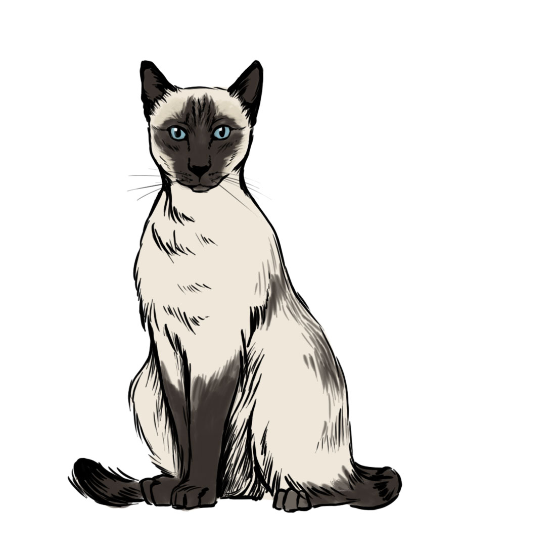 Siamese Cat Sketch Images & Pictures - Becuo