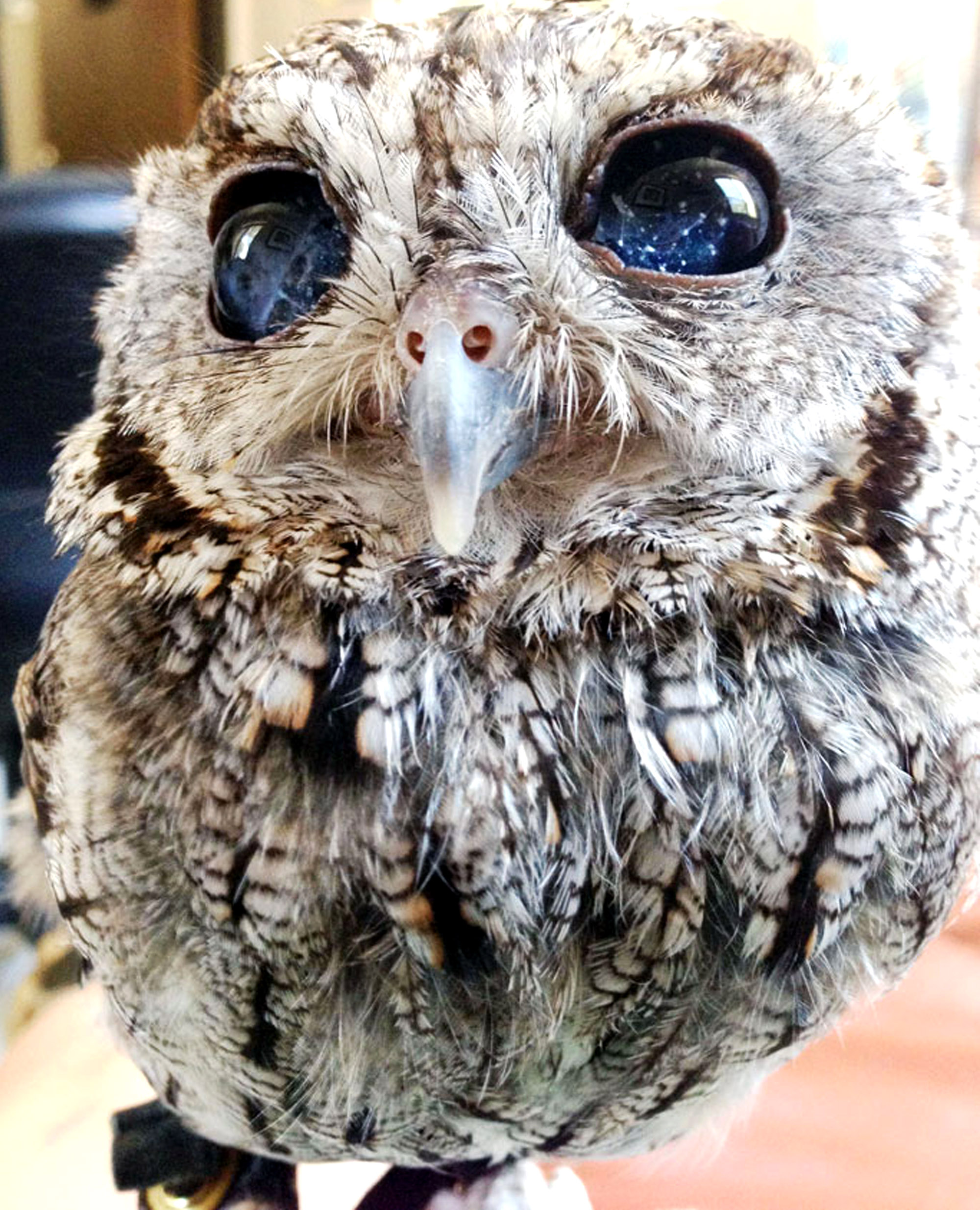 Blind owl dazzles with bright, starry eyes | New York Post