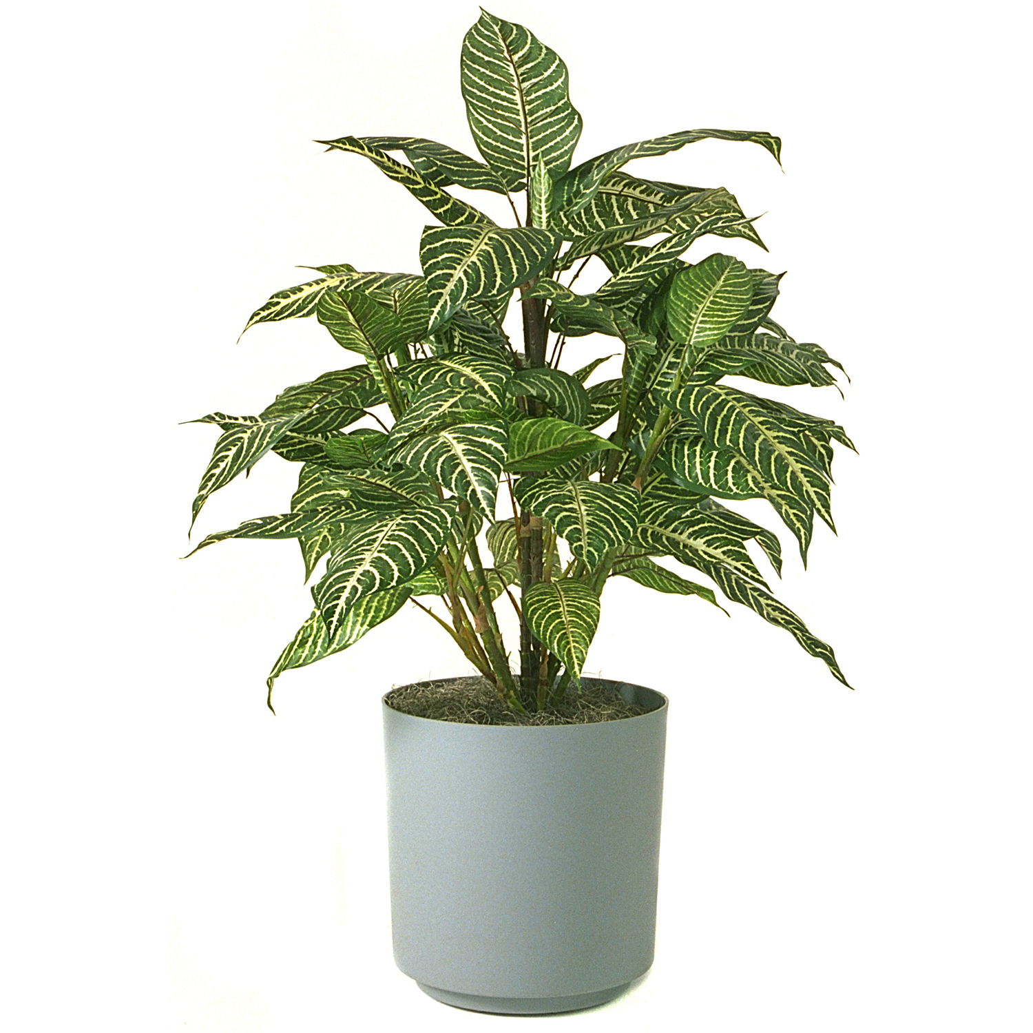 Zebra Plant