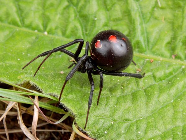 Black Widow Spiders: A Dangerous Bite | Valley Occupational ...