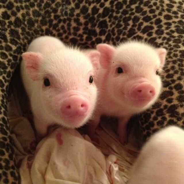 Baby teacup pigs played with paint on Pinterest | Teacup Pigs ...