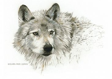 Limited edition giclée watercolour paper print of Wolf Head Study ...