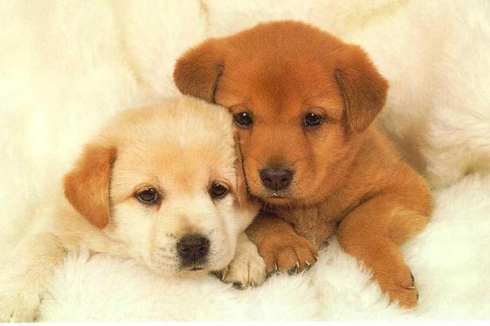 Conquer Club • View topic - Epic Battle! Puppies vs Kittens!