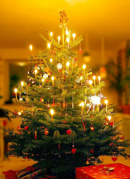 Nothing matches Christmas Tree Lights