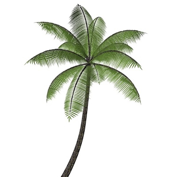 3D c4d palm tree palmtree
