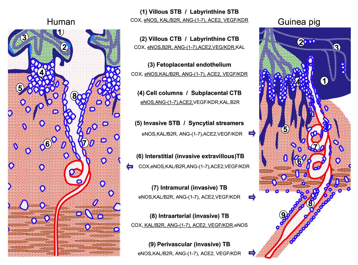 File:Placenta humans and guinea-pig cartoon.jpg - Embryology