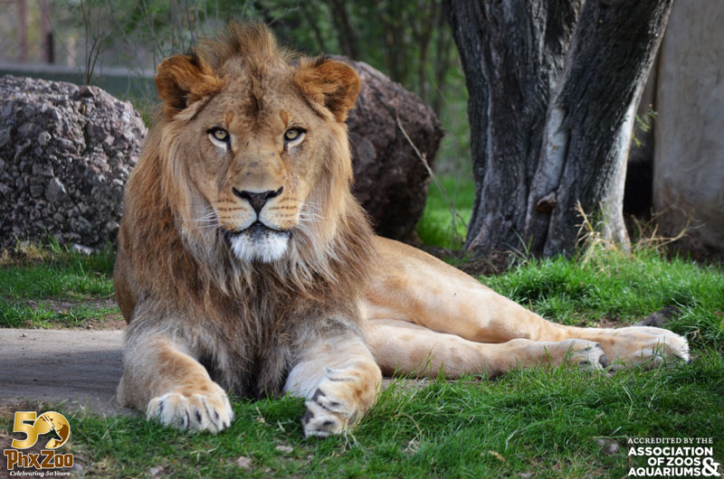 ANIMALES - Phoenix Zoo