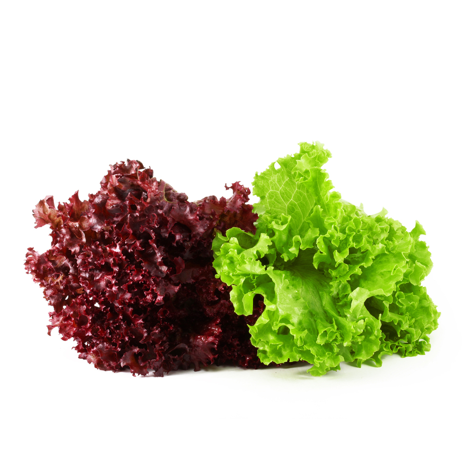Lettuce (green/red) | Bear Supply
