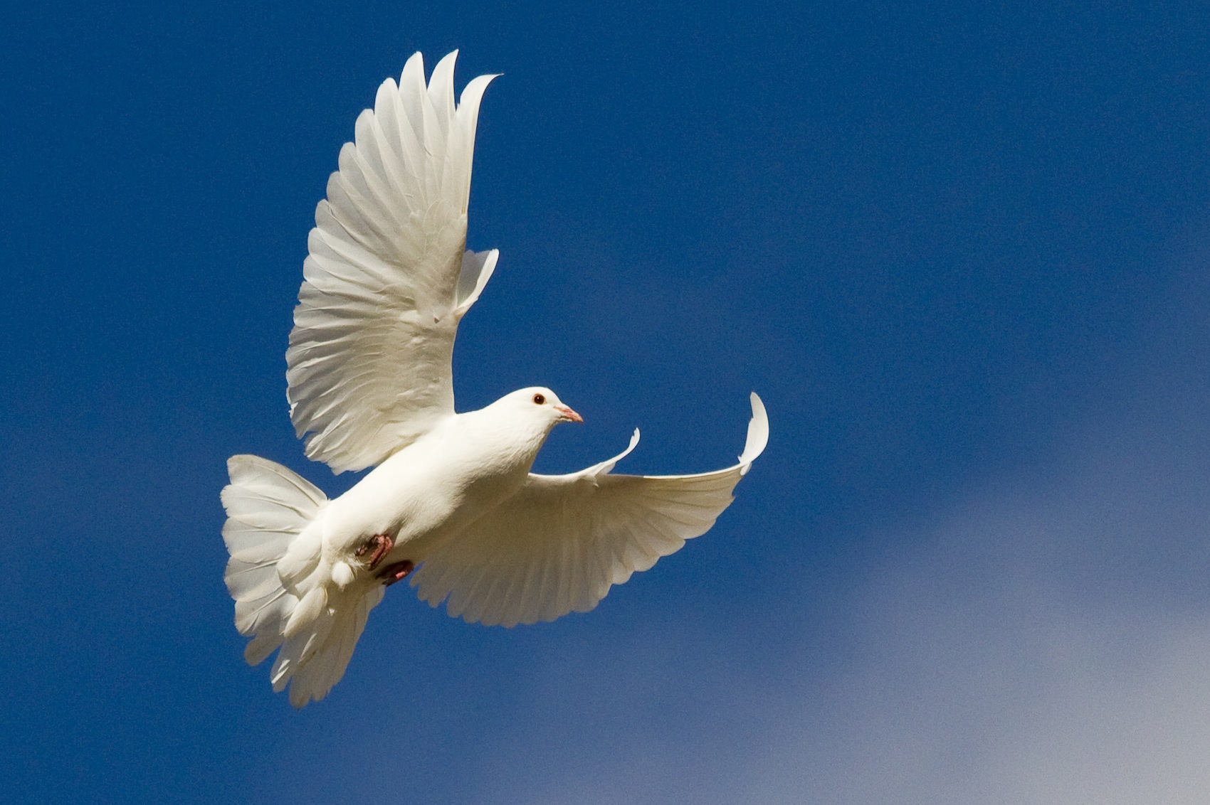 White Doves of Italy - JACQUELINE YAU
