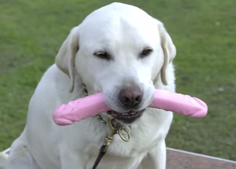 Langland's Dogs Will Sniff Your Crotch for STIs | AgencySpy