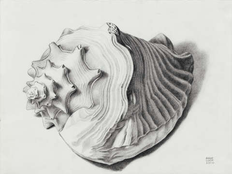 Conch Shell by Anne Cook - TurningArt