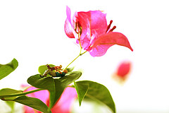 The World's most recently posted photos by Mitsuhiro Kurano ...
