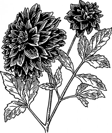 Black and white plant clip art Free vector for free download ...
