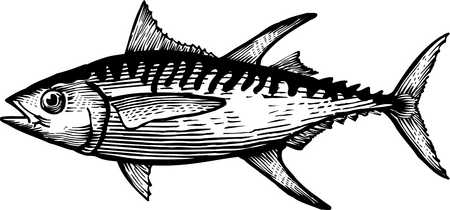 Stock Illustration - A black and white drawing of a yellow fin tuna