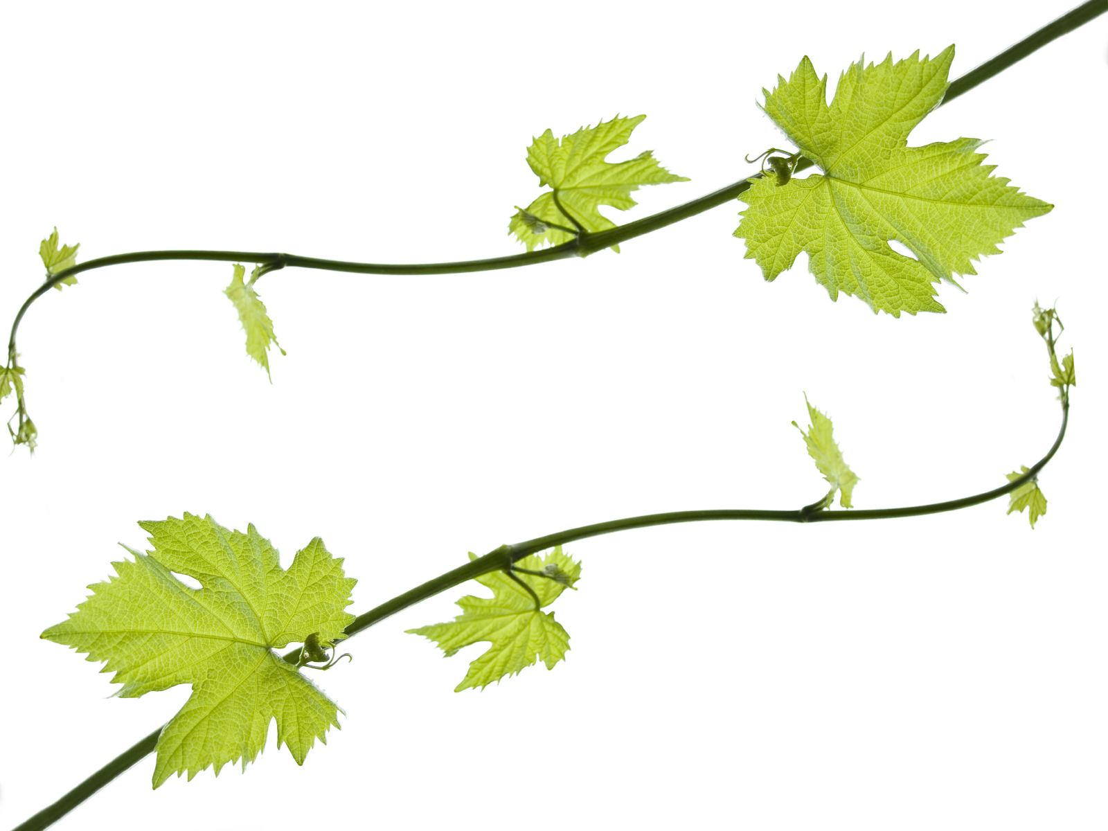 Grapevine Border - ClipArt Best