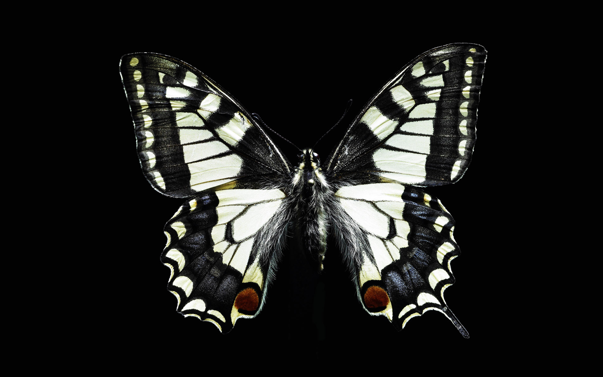 Black and white butterfly wallpapers and images - wallpapers ...