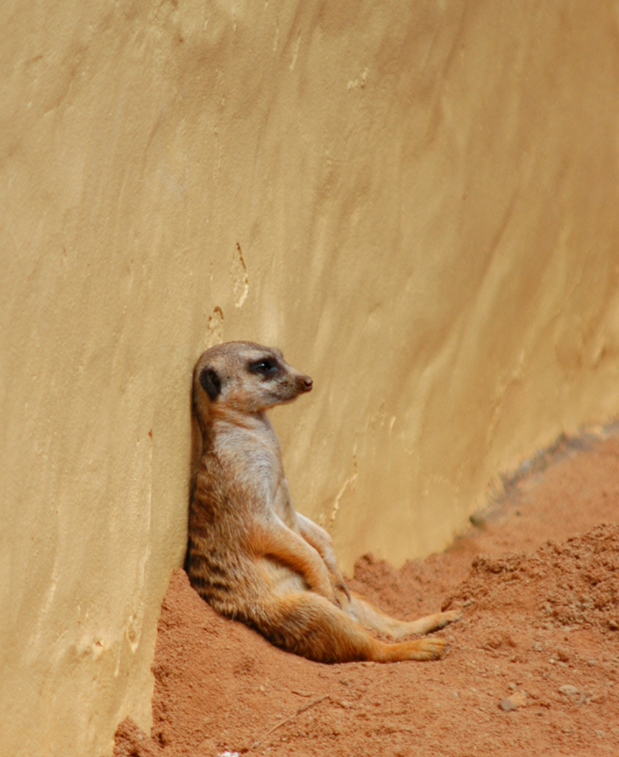 Sunbathing Meerkat Pictures Gallery - Freaking News